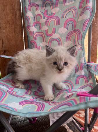 Seal Point Rag***Doll Kittens63874561175297123