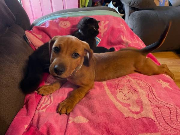 Dachshund hembra - $200 (Heflin)63440275911171122