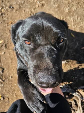 Reubicación de un macho mezcla de Golden Retriever/ Pastor Alemán/ Rottweiler (Tacoma)63853464679555120