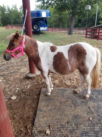 Beautiful pony mare 1