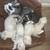 Beautiful Savannah & Point Lynx mix kittens 1 thumbnail