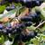 Aronia Berries by the lb, you Pick 3 thumbnail