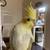 Cockatiel 4 thumbnail