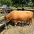 Rehoming highland bull 2 thumbnail