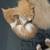 Kittens need homes 1 thumbnail