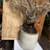 Antique crock jug with wide mouth opening. 1 thumbnail
