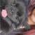 3 Year Old Dog - Pomeranian $800 OBO 4 thumbnail