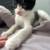 Tuxedo kitten 6 thumbnail