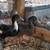 Ducklings 1 thumbnail