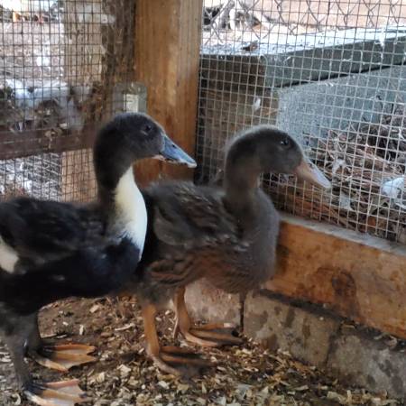 Ducklings 1