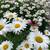 Shasta daisy flower. Perennial plants. Come back now. Ready to transpl 1 thumbnail