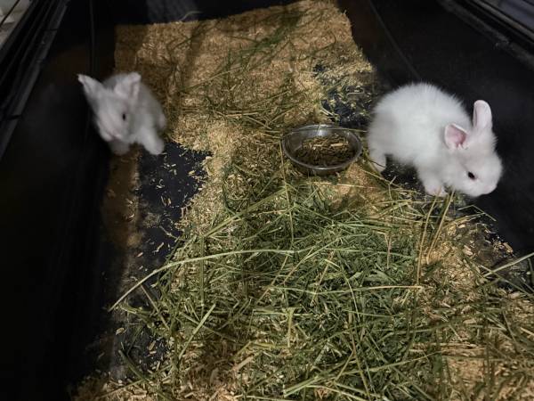 Baby bunnies lionhead (Houston tx 77040)63859318029569123