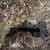 Cell phone Car Vent Holder Hershey Resorts 2 thumbnail