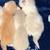 Himalayan/persian/tuxedo mix, kittens for sale 4 thumbnail