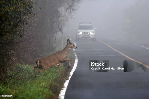 Dead Animal Removal 1