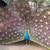 Peacocks 15 thumbnail