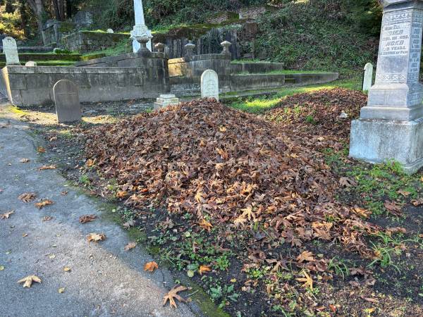 Clean leaves for compost or mulch 1
