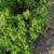 Groundcover: Sedum, Speedwell-VeronicaX-waterberry blue), Agua vine 4 thumbnail