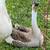 Goose family and Guineas 2 thumbnail