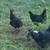 Black Australorps 3 thumbnail