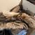 Nice Group of Taxidermy 6 thumbnail