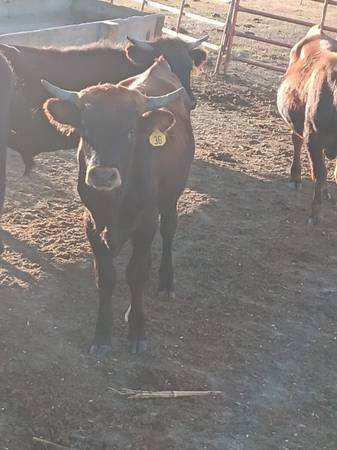 Team roping  cattle 1