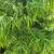 Trees, Shade! Chinese pistache 'KD' 7 thumbnail