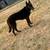 Dutch shepard 2 thumbnail
