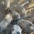 Piglets for sale 3 thumbnail