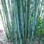 Clumping Blue Bamboo ~ B. chungii & B. chungii 'Barbellata' 17 thumbnail