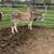 4 year old gelding Donkey 2 thumbnail