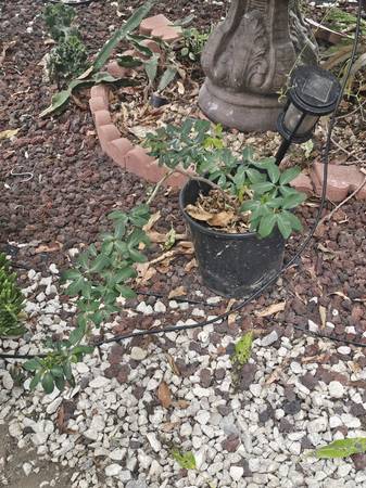Sweet guamuchil tree (South Gate)63829759342595121