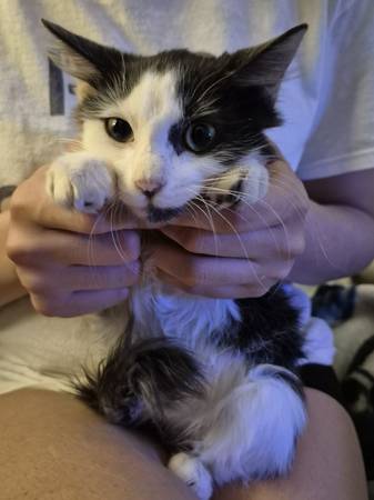 Kitten (Phoenix)63990137418114121