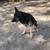 Immediate rehoming Male German Shepherd 11 thumbnail
