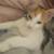 2 month old calico kitten 4 thumbnail