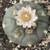 PEYOTE LOPHOPHORA WILLIAMSII SEEDS 7 thumbnail