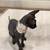 Canadian Sphynx Kitten for Sale – Blacky 2 thumbnail