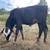 Brahman X heifer calf 1 thumbnail