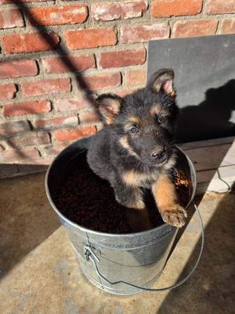 GSD Puppies 1