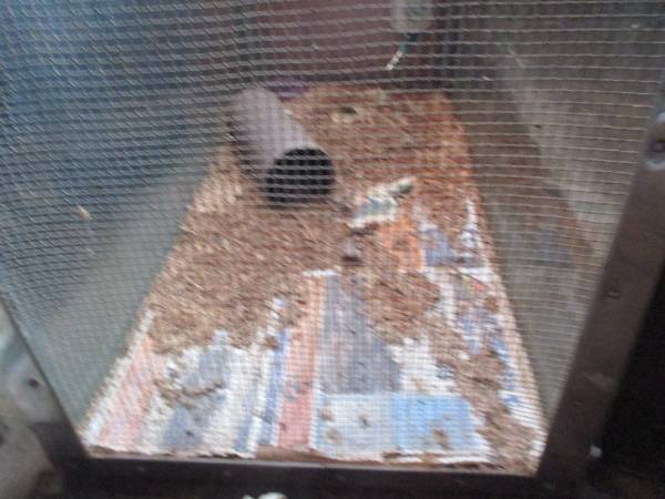 animal/reptile cage-$40 (PERKASIE)63797791898241121