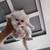 Dollface kittens  (persian)❤️ 1 thumbnail