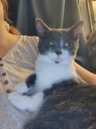 Many free cats to good hone (Dilworth)63696801548289124