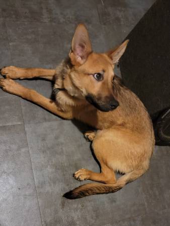 6 month old german shepherd puppy 1