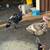 Turkeys abd Ducks 3 thumbnail