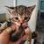 Lovable therapy kittens and cats 6 thumbnail