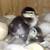 Mandarin ducks exotic wild waterfowl cold hardy! 9 thumbnail