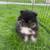 cute pomeranian puppies 2 thumbnail
