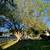 Fencing/Fence Stain/Landscaping/Turf/Sod/Walkways/Tree Work/FREE QUOTE 9 thumbnail