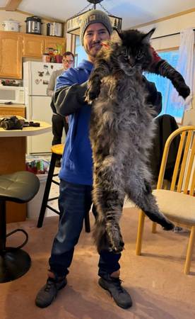 Maine Coon kitten (Port Saint Lucie)63667845975939120