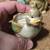 LOT OF 5 ANIMALS VOVITE TEA LIGHT CANDLE HOLDERS DUCK RABBIT FROG 2 thumbnail